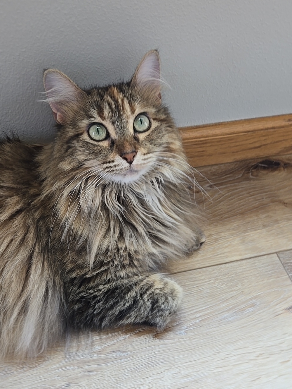 Cat Fun - Kitties No Sale Ad Only Cat SUPPORT TY!